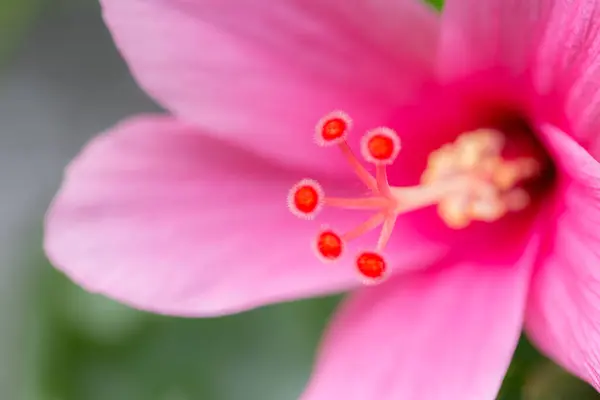 绿色背景的特写粉红花朵 — 图库照片