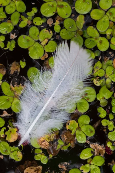White Feathers Floating Calm Water Nature Background — Stock Photo, Image