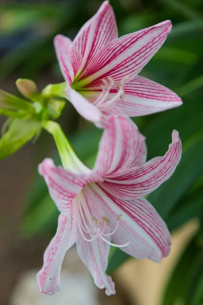 Close Hippeastrum Flower White Pink Green Background — Stock Photo, Image