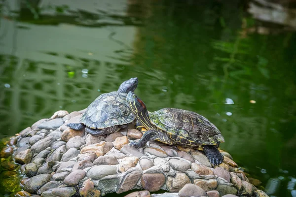 Tartarugas Nas Rochas Com Fundo Água Verde — Fotografia de Stock