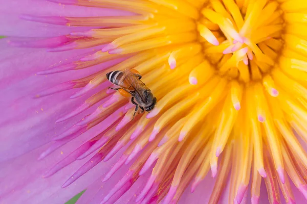 Primo Piano Loto Rosa Con Ape Sullo Sfondo Polline — Foto Stock