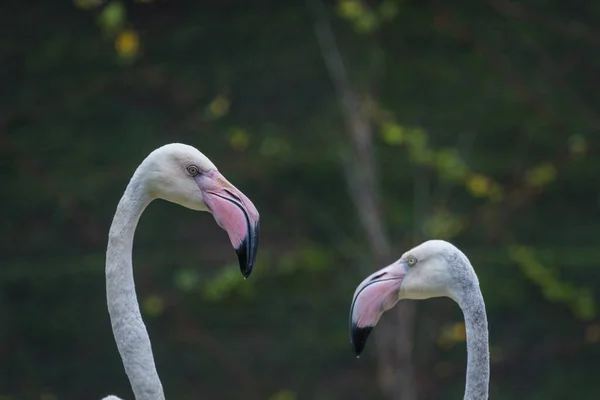 Tête Flamant Rose Beau Portrait Sur Fond Vert — Photo