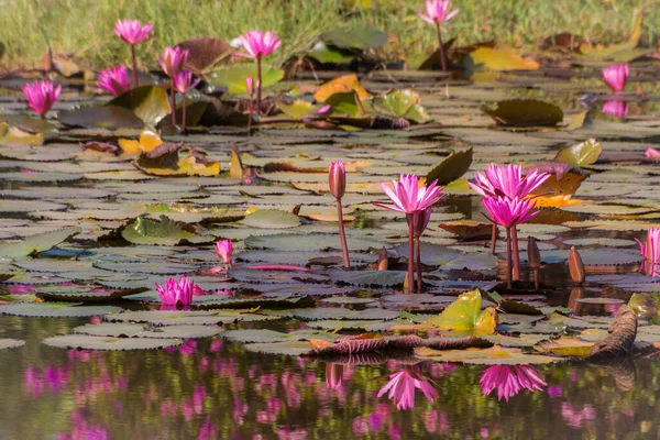 Pink Lotus Flower Pond Nature Background — Stock Photo, Image
