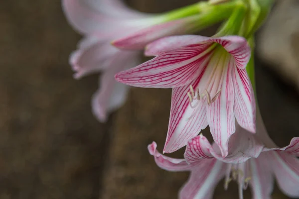 Zbliżenie Hippeastrum Kwiat Biały Różowy Zielonym Tle — Zdjęcie stockowe