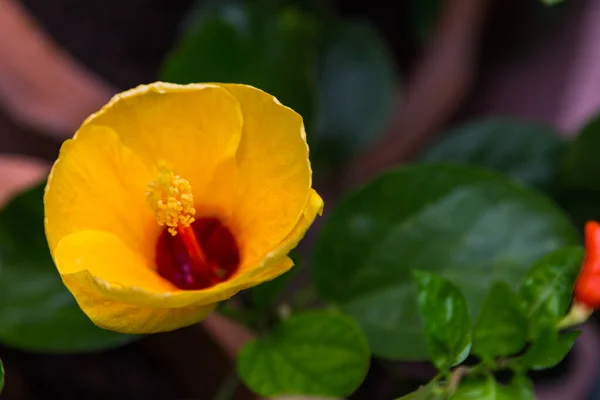 Κοντινό Πλάνο Του Κίτρινου Άνθους Hibiscus Πράσινο Φόντο Φύλλα — Φωτογραφία Αρχείου