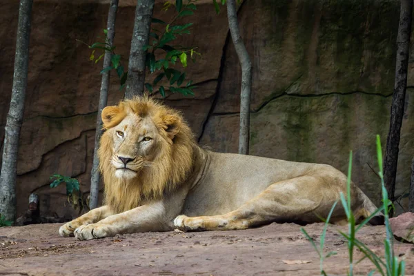 Lew Afrykański Spoczywa Ziemi — Zdjęcie stockowe