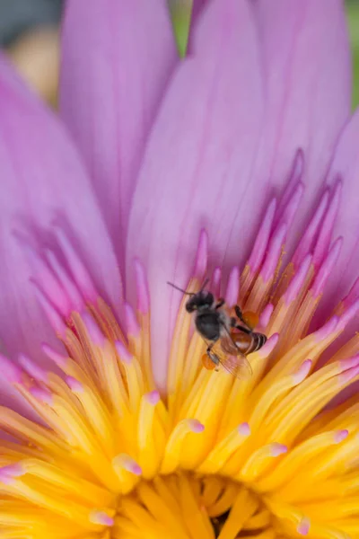 Κοντινό Ροζ Λωτού Μέλισσα Στο Φόντο Γύρη — Φωτογραφία Αρχείου