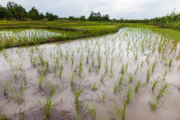 Jóvenes Plantadores Arroz Tailandia Udonthani — Foto de Stock