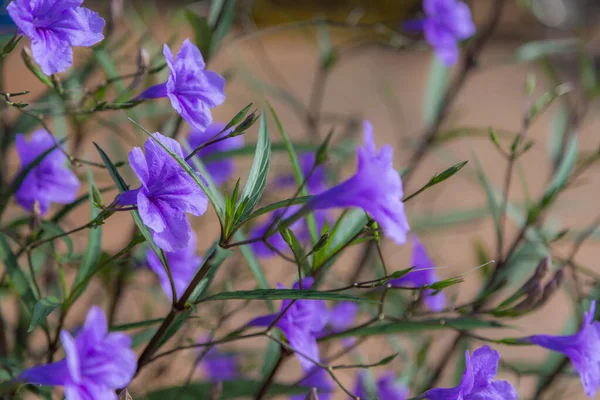 Ruellia Tuberosa Fioletowy Kwiat Natura Tło Selektywne Ostrość — Zdjęcie stockowe