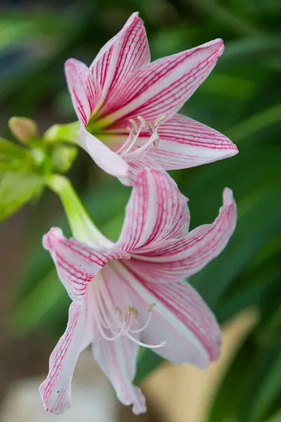 Zbliżenie Hippeastrum Kwiat Biały Różowy Zielonym Tle — Zdjęcie stockowe