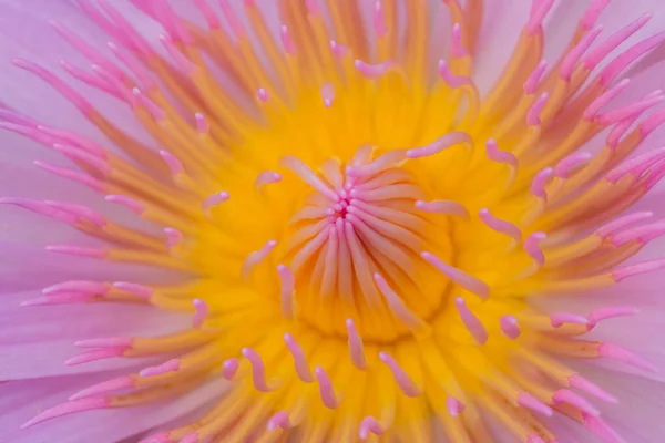 Detailní Záběr Lotosového Pylu Růžového Lotosu Růžovým Lalokem Pozadí — Stock fotografie