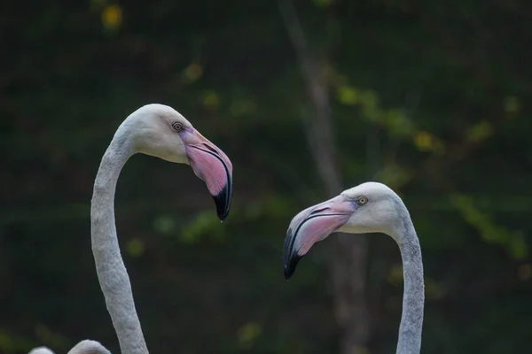 Tête Flamant Rose Beau Portrait Sur Fond Vert — Photo