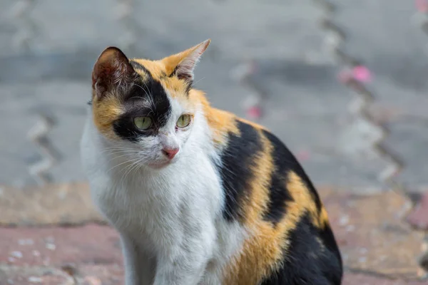 Lonely Cat Sitting Street Background — Stock Photo, Image