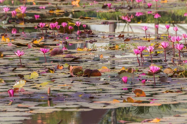 Ροζ Λουλούδι Λωτού Στη Φύση Της Λίμνης Φόντο — Φωτογραφία Αρχείου
