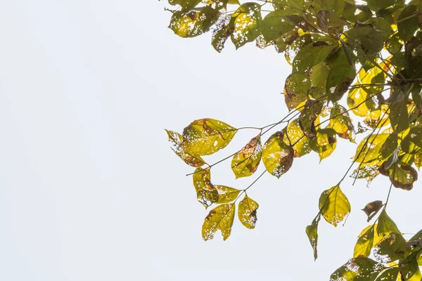 Caterpillars Eat Leaves Holes Eaten Pests Nature Background — Stock Photo, Image