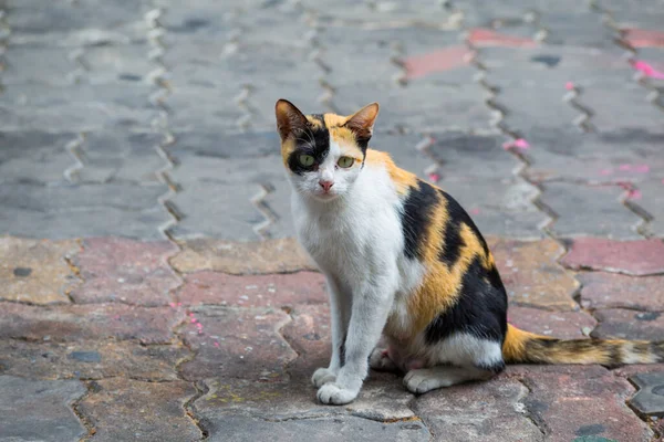 Мати Кішка Сидить Вулиці Фоні — стокове фото