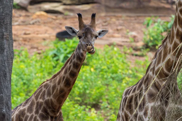 Lingua Volto Della Giraffa Masai Picchi Intorno Cespuglio Con Sfondo — Foto Stock