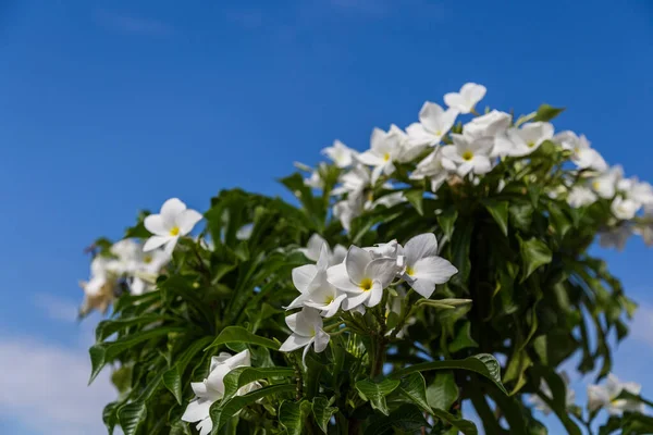 Plumeria Fiore Con Sfondo Cielo Blu — Foto Stock