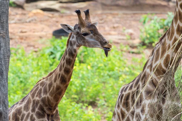 Lingua Volto Della Giraffa Masai Picchi Intorno Cespuglio Con Sfondo — Foto Stock