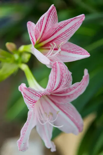 Zbliżenie Hippeastrum Kwiat Biały Różowy Zielonym Tle — Zdjęcie stockowe