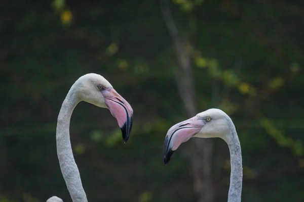 Fej Flamingo Gyönyörű Portré Zöld Háttér — Stock Fotó