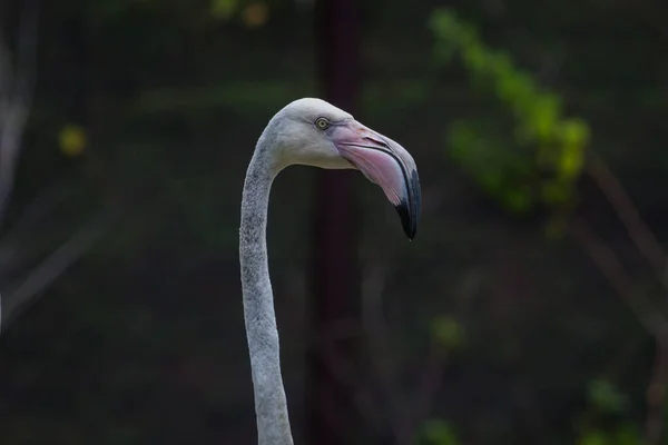 Cabeça Flamingo Belo Retrato Sobre Fundo Verde — Fotografia de Stock