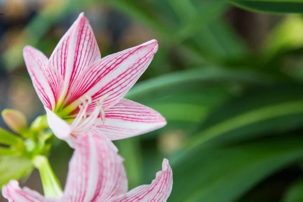 Zbliżenie Hippeastrum Kwiat Biały Różowy Zielonym Tle — Zdjęcie stockowe