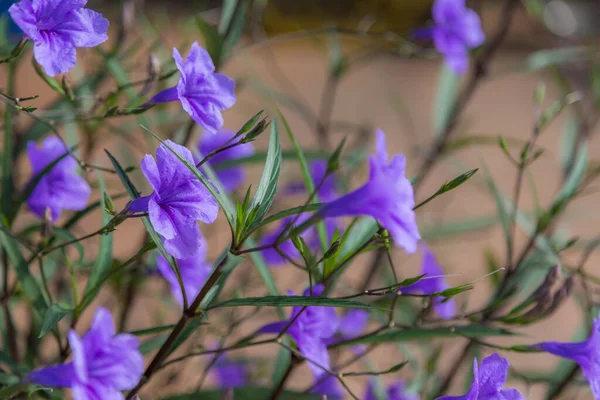 Ruellia Tuberosa Фіолетова Квітка Природа Фону Селективний Фокус — стокове фото