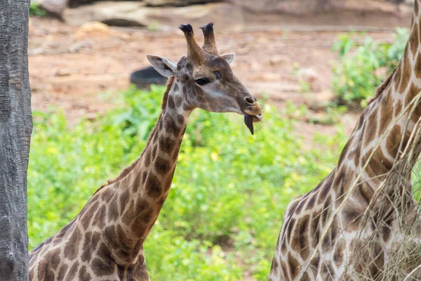 Lingua Volto Della Giraffa Masai Picchi Intorno Cespuglio Con Sfondo — Foto Stock