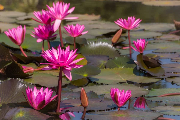 Pink Lotus Flower Pond Nature Background — Stock Photo, Image