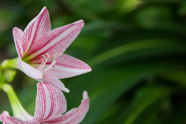 Primer Plano Hippeastrum Flor Blanca Rosa Sobre Fondo Verde —  Fotos de Stock