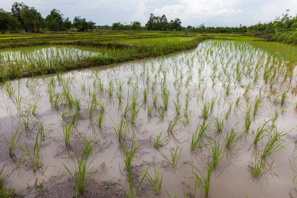 Jóvenes Plantadores Arroz Tailandia Udonthani — Foto de Stock