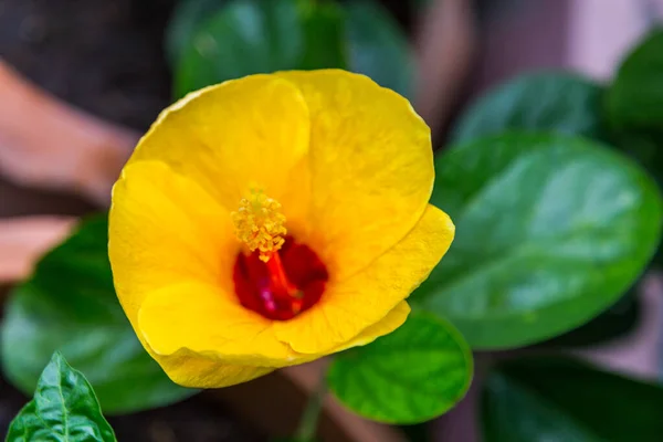 Fleur Hibiscus Jaune Avec Fond Feuille Verte — Photo