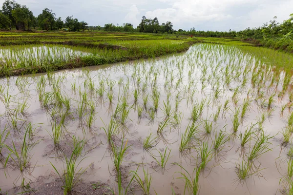 Jóvenes Plantadores Arroz Tailandia Udonthani — Foto de Stock