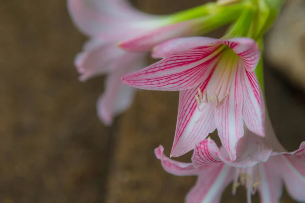 ピンクリリーの花を背景に — ストック写真