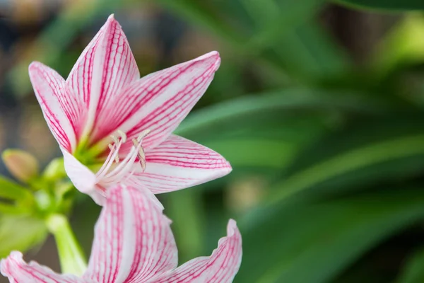 Крупним Планом Квітка Hippeastrum Білий Рожевий Зеленому Фоні — стокове фото