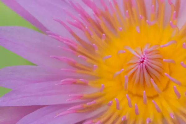 Närbild Lotus Pollen Från Rosa Lotus Med Rosa Lob Bakgrund — Stockfoto