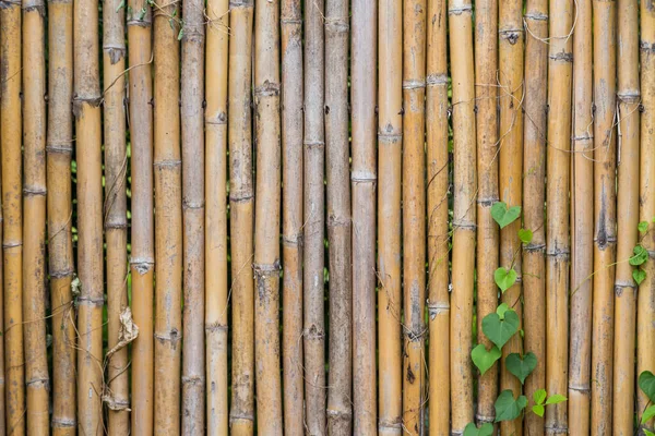 Modèle Fond Texture Clôture Bambou — Photo