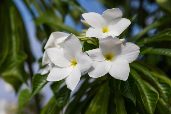 Plumeria Bloem Met Blauwe Lucht Achtergrond — Stockfoto