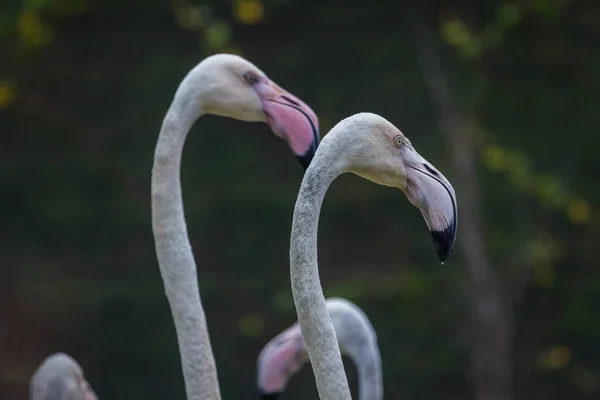 Cabeça Flamingo Belo Retrato Sobre Fundo Verde — Fotografia de Stock