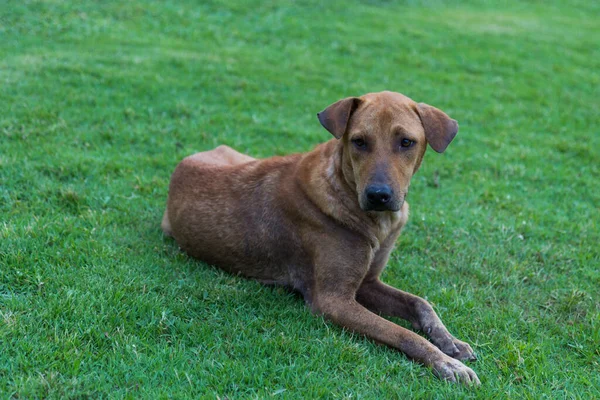 Mutlu kahverengi köpek yuvarlanıyor ve yeşil çimleri açıyor.