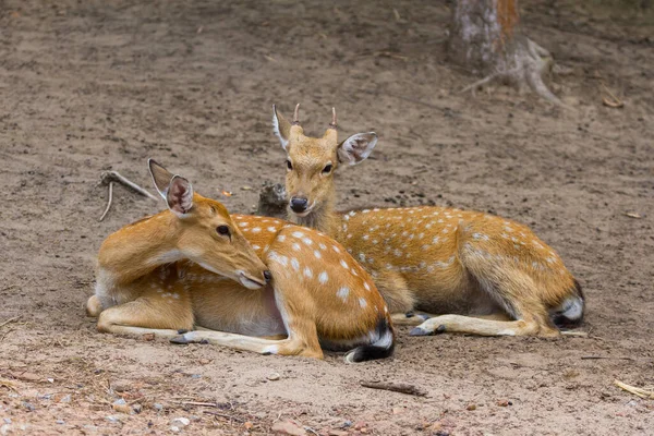 Jonge Whitetail Deer Man Vrouw Zitten Samen Het Openbaar Park — Stockfoto