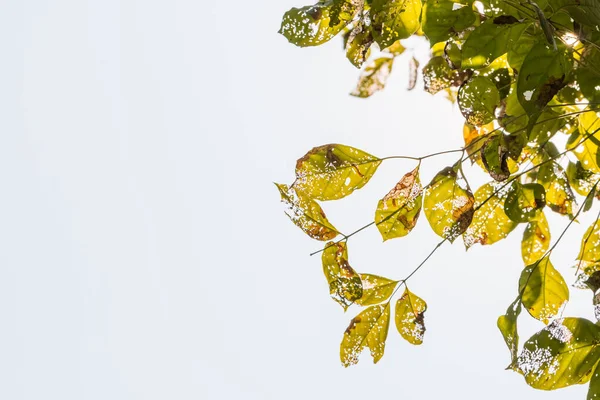 Caterpillars Eat Leaves Holes Eaten Pests Nature Background — Stock Photo, Image