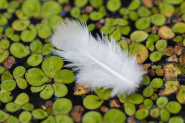 Durgun sularda süzülen beyaz tüyler.