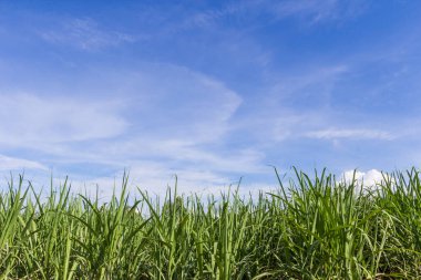 Mavi gökyüzünde büyüyen yeşil mısır tarlası