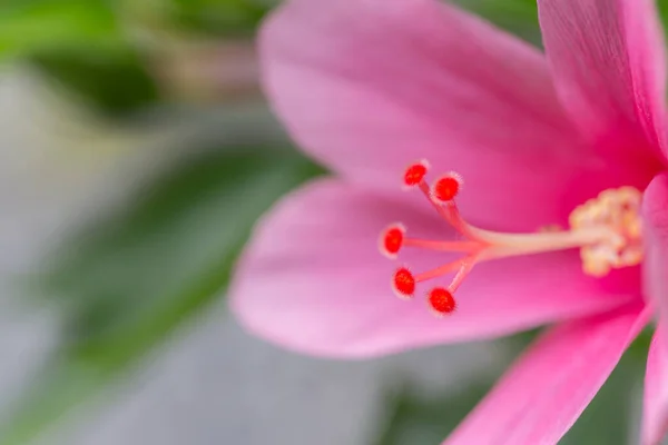 绿色背景的特写粉红花朵 — 图库照片
