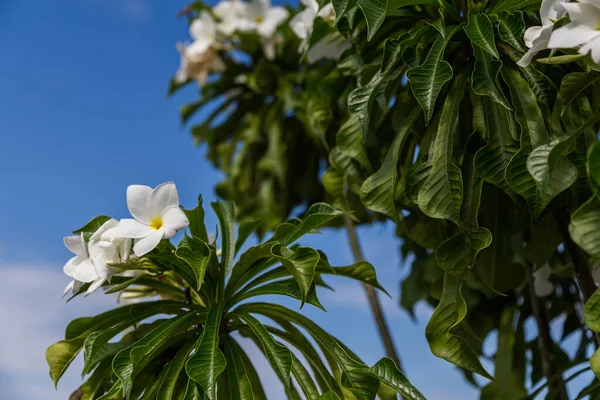 Plumeria Fiore Con Sfondo Cielo Blu — Foto Stock