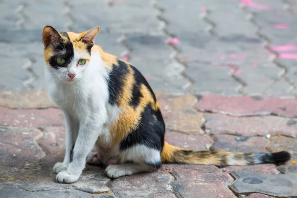 Mère Chat Assis Sur Fond Rue — Photo