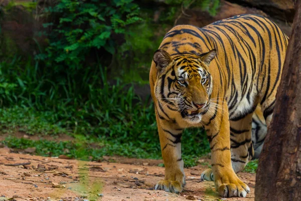 Tigre Bengala Pie Con Fondo Verde — Foto de Stock