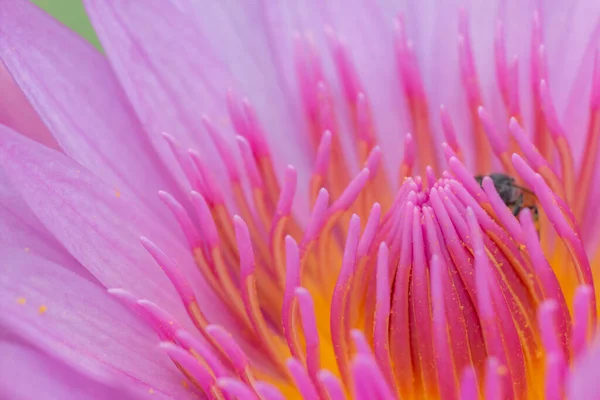 Primo Piano Del Polline Loto Dal Loto Rosa Con Sfondo — Foto Stock